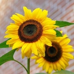 Adorable Florist's profile picture
